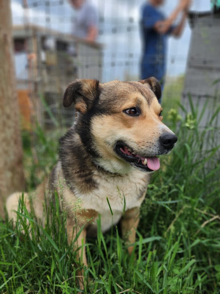 Ollie--Welcome Team